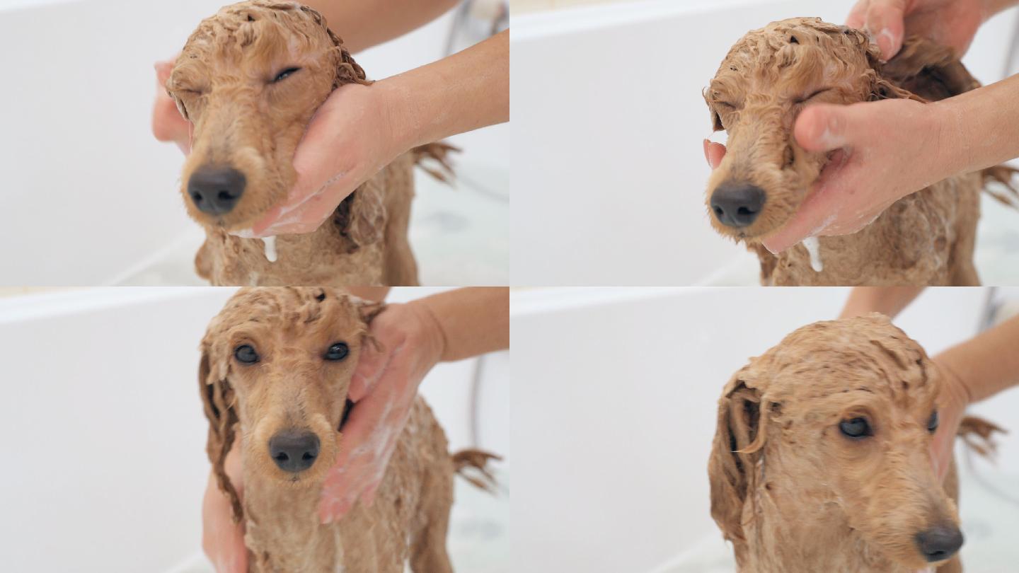 主人在给狗狗洗澡