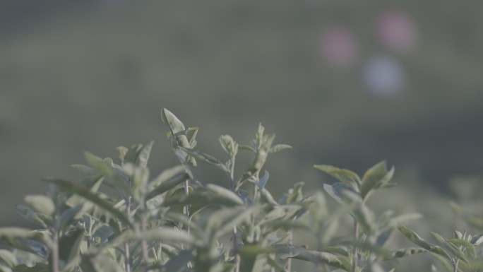 浙江安吉白茶茶山茶园采茶升格茶叶特写