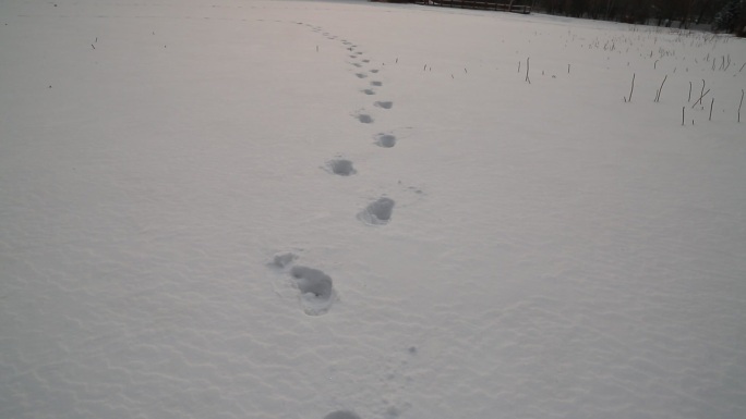 冬天户外积雪上长长的脚印