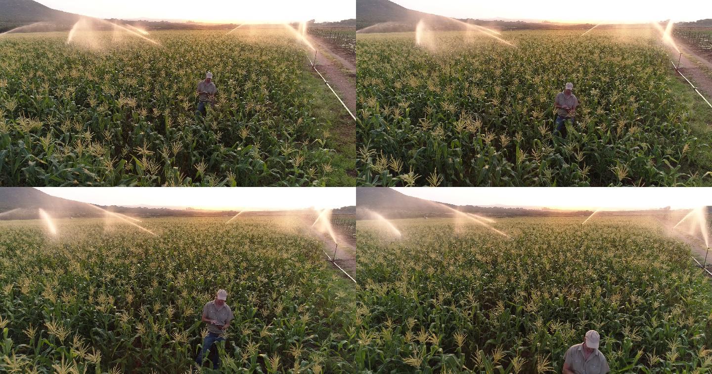 使用数字平板电脑拍摄农民并监控灌溉的玉米作物