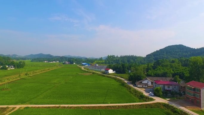 航拍四川水稻秧田大场景