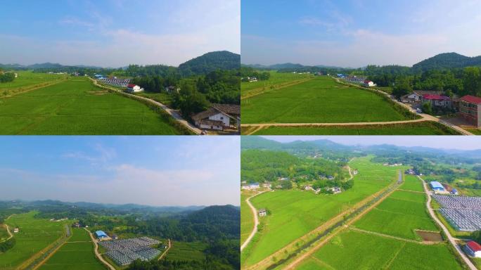 航拍四川水稻秧田大场景