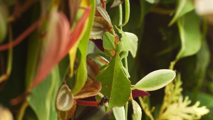 绿叶上的叶虫叶樇竹节虫昆虫文化自我保护珍