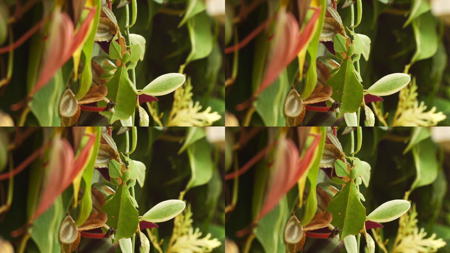 绿叶上的叶虫叶樇竹节虫昆虫文化自我保护珍
