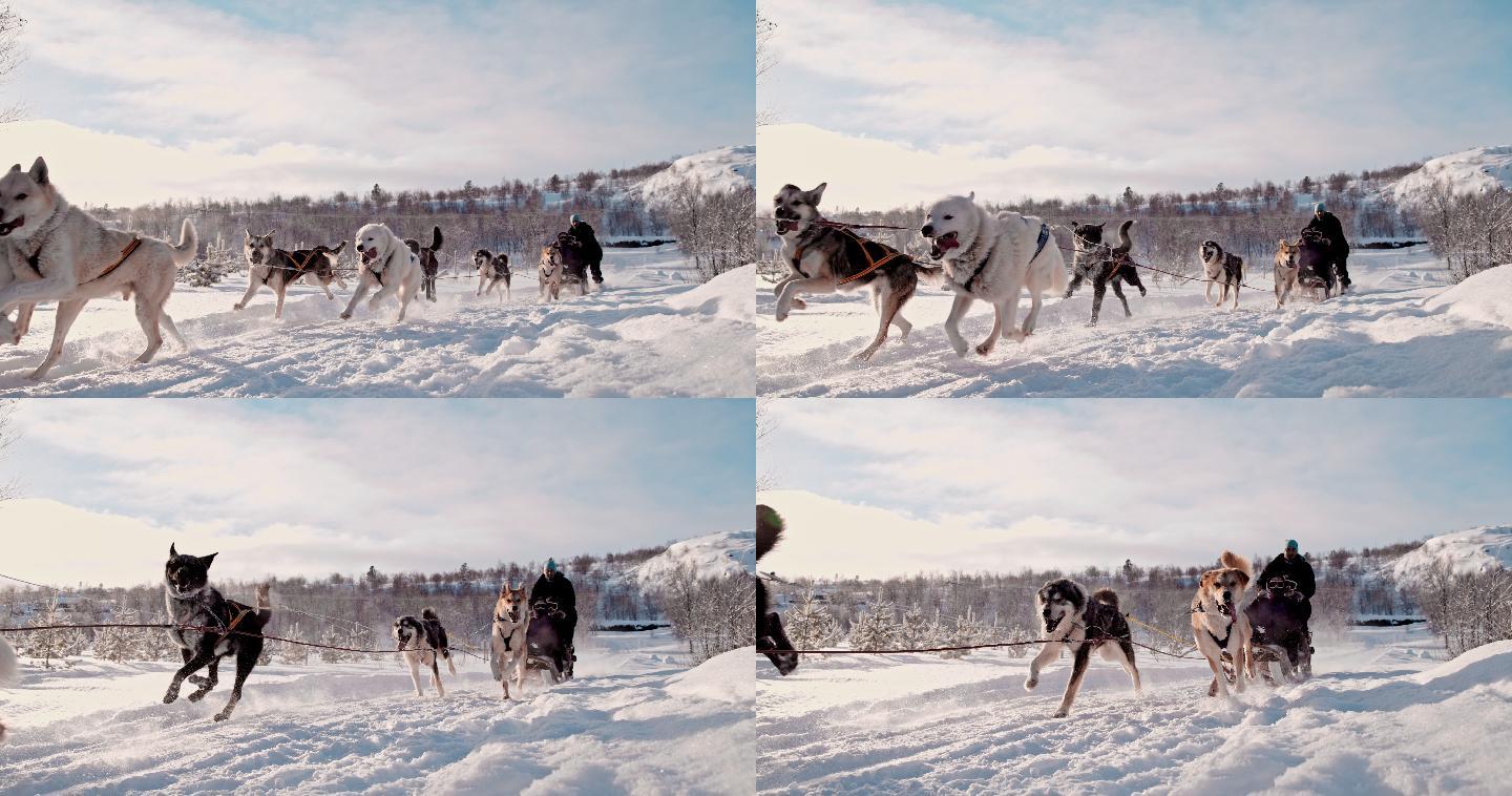 一群狗拉在雪橇冬天
