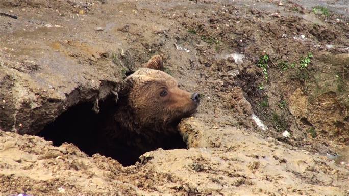 冬天熊在地上挖洞野生动物世界国宝熊猫吃竹