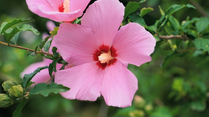 公园里的花特写花蕊