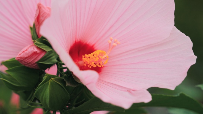 公园里的花特写花蕊