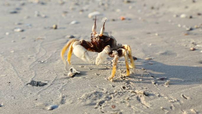 螃蟹在沙滩上散步