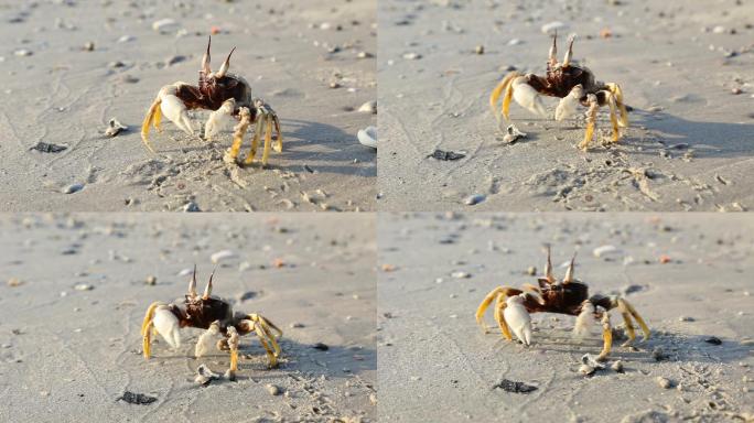 螃蟹在沙滩上散步