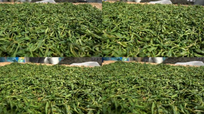 采摘采茶制茶炒茶古树茶普洱茶