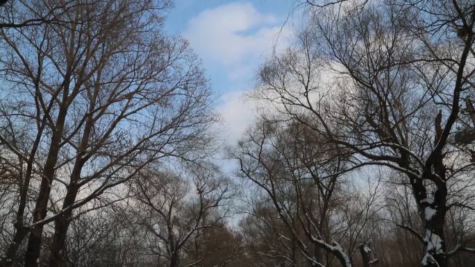 蓝天白云下盖满雪的林间路