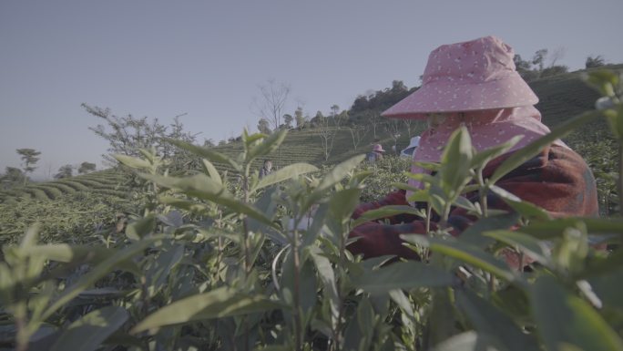 浙江安吉白茶茶山茶园茶农采茶升格