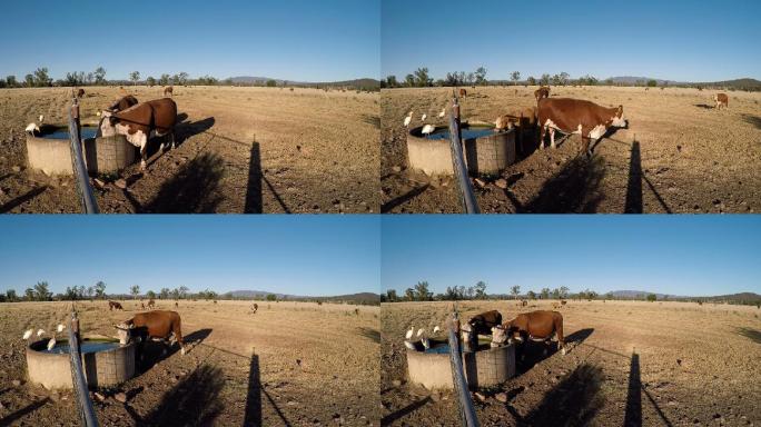 吃草的牛从供水站喝水