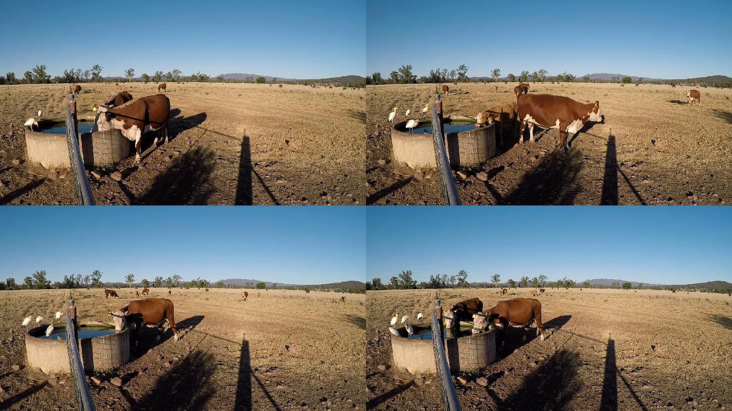 吃草的牛从供水站喝水