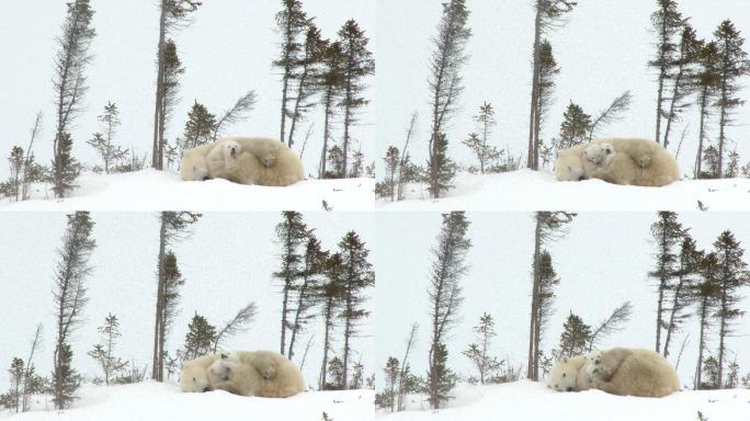 北极熊妈妈和北极熊幼崽