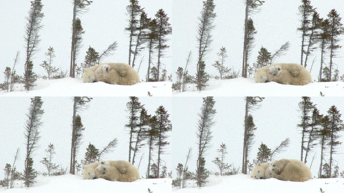 北极熊妈妈和北极熊幼崽