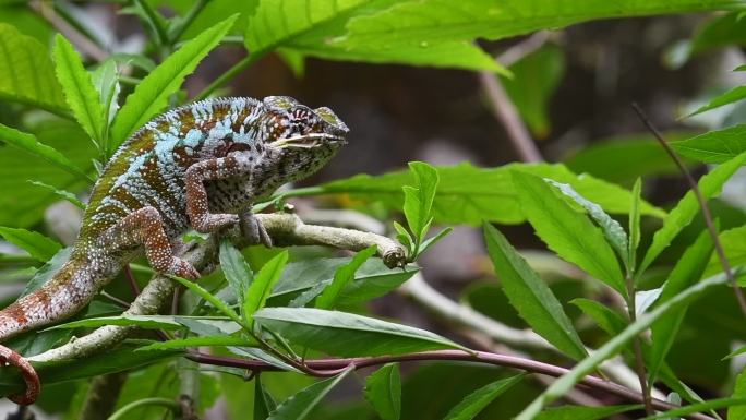 变色龙野生动物变色龙捕食避役蜥蜴科雨林草