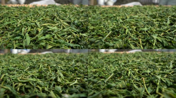 采摘采茶制茶炒茶古树茶普洱茶