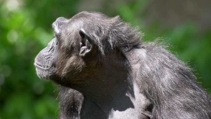 黑猩猩野生动物世界国家保护大自然非洲
