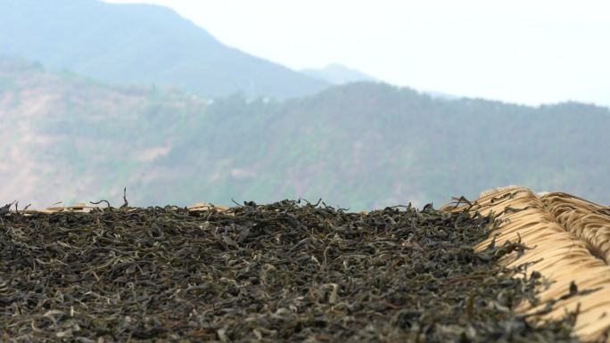 采摘采茶制茶炒茶古树茶普洱茶