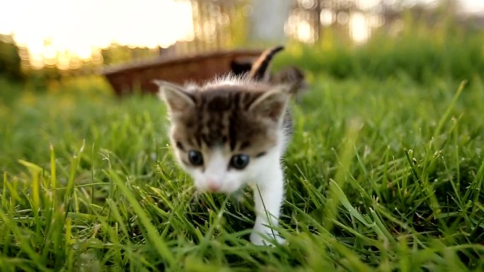 三只可爱的小猫在草地上散步。