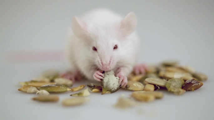 白化鼠正在进食