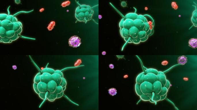 免疫反应噬菌体支原体3D动画