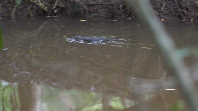 在澳大利亚永加布拉河中游泳的鸭嘴兽