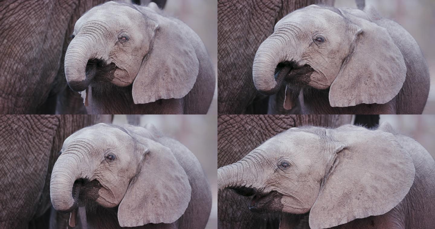 幼象吮吸鼻子的特写镜头