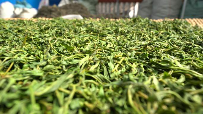 采摘采茶制茶炒茶古树茶普洱茶