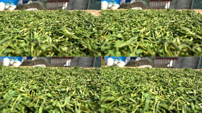 采摘采茶制茶炒茶古树茶普洱茶