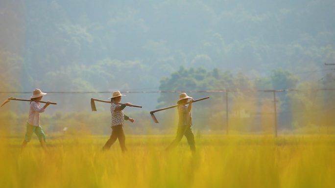 四川农民人工收割水稻