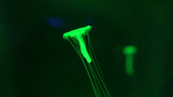 在水下漂浮的绿光小水母