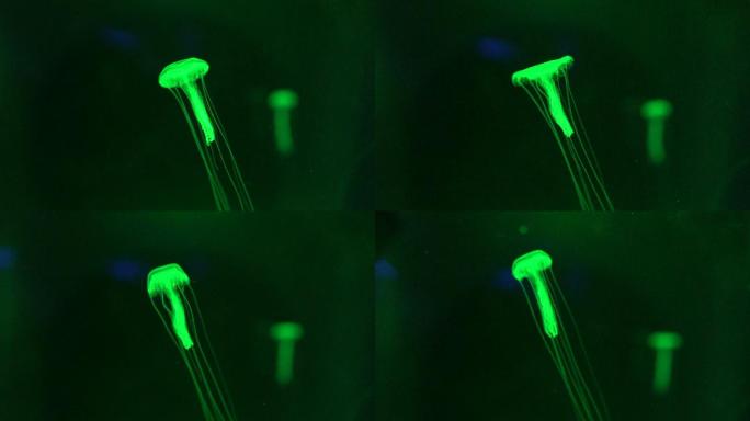 在水下漂浮的绿光小水母