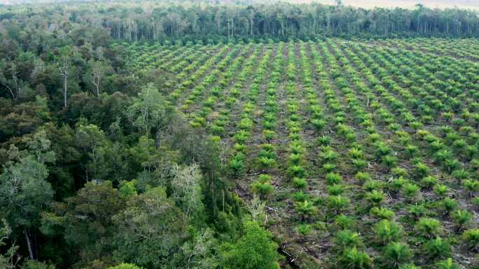 印尼婆罗洲岛上的棕榈油种植园