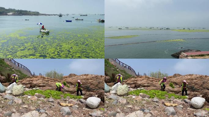 海滨城市浒苔清理