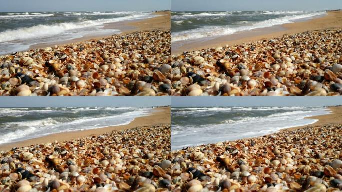 有许多贝壳的海滩。