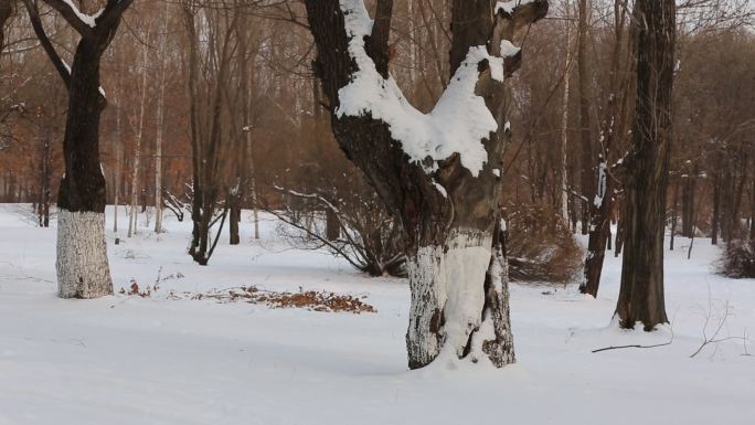盖满积雪的树木枝干