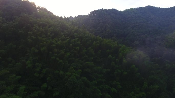 航拍竹海漂流日出