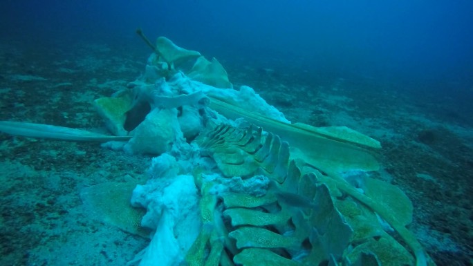 水下罕见的鲸鱼骨架
