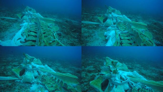 水下罕见的鲸鱼骨架
