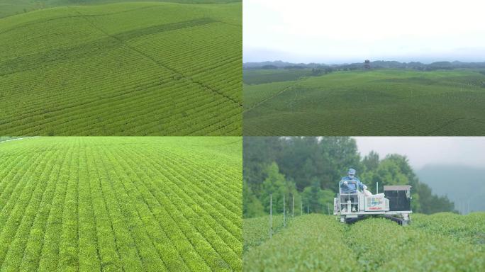 4K大型茶叶种植基地及收茶景象086