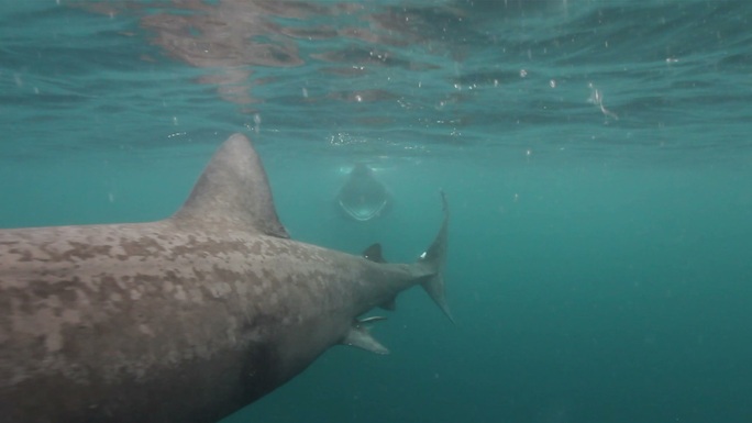 巨型姥鲨张大嘴巴朝镜头游去