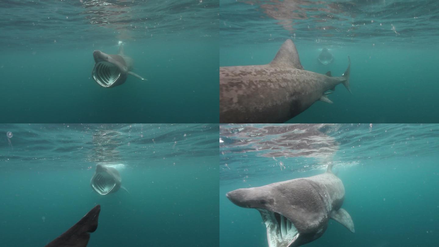 巨型姥鲨张大嘴巴朝镜头游去