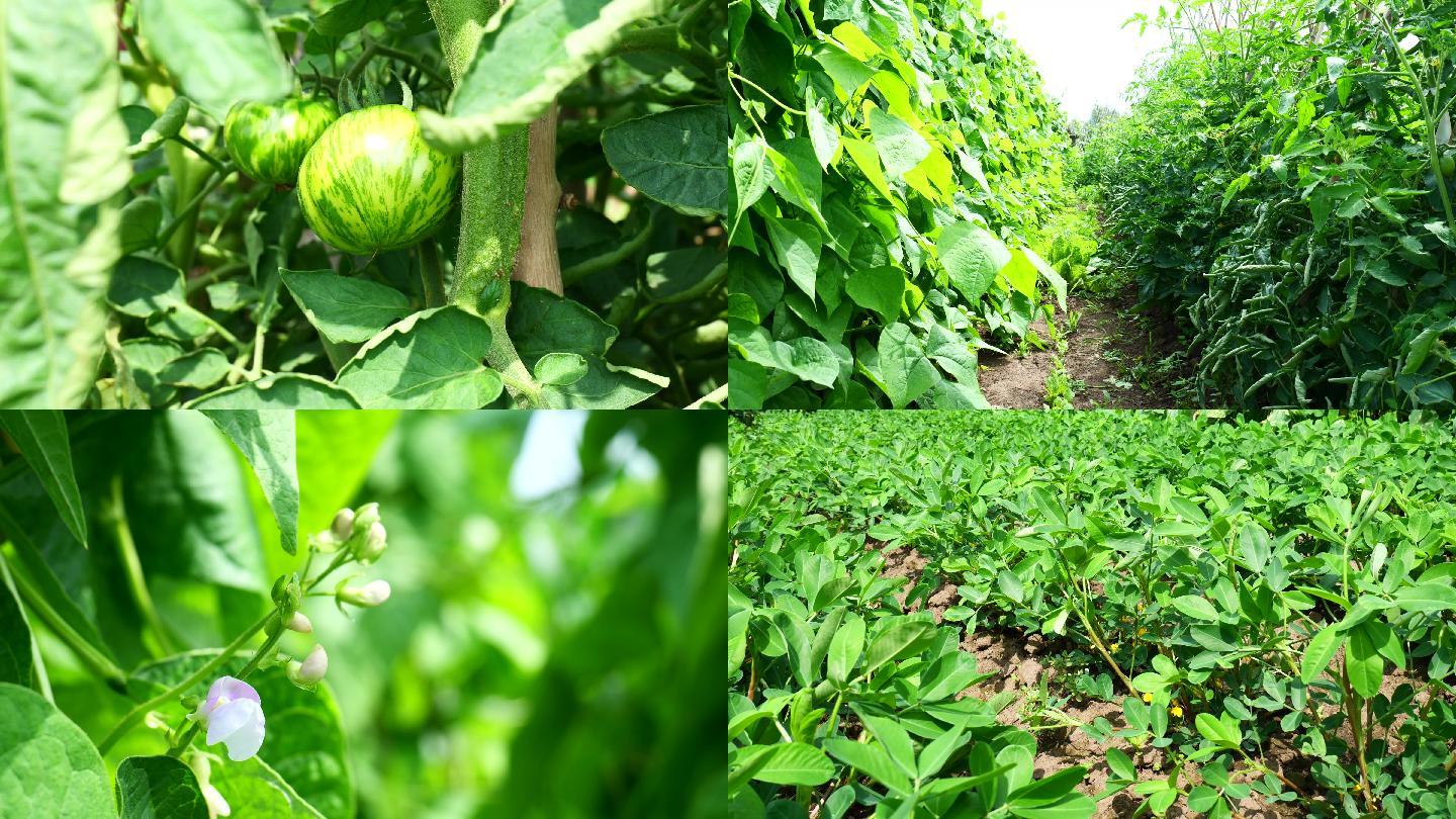4K高清农家菜园绿色健康番茄柿子辣椒花生