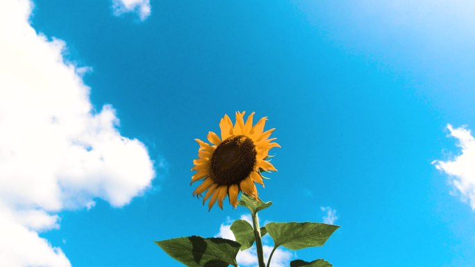 向日葵Sunflower