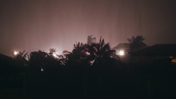 狂风暴雨中的棕榈树