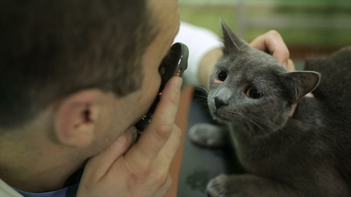 兽医在诊所检查猫的眼睛