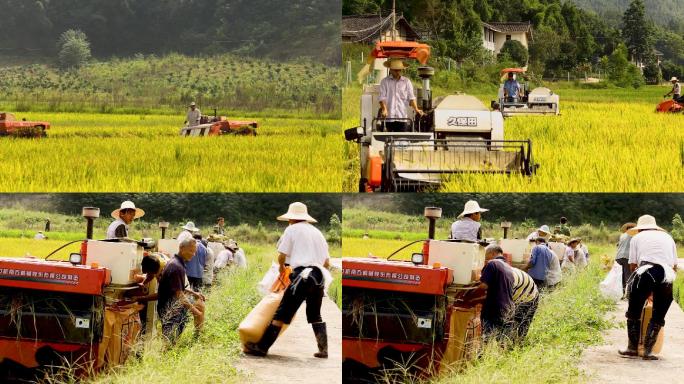 四川农村农业水稻机械化收割